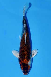 TATEGOI METALLIC GOSHIKI Koi kaufen im Koishop