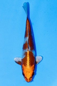 TATEGOI METALLIC OCHIBA Koi kaufen im Koishop