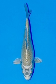 TATEGOI METALLIC MIDORI Koi kaufen im Koishop