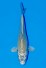 TATEGOI METALLIC SPECIAL SCALE