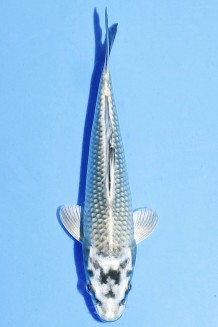 TATEGOI MUKASHI OGON Koi kaufen im Koishop
