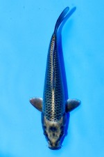 TATEGOI MUKASHI OGON