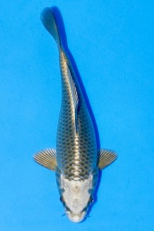 TATEGOI MUKASHI OGON Koi kaufen im Koishop