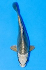 TATEGOI MUKASHI OGON