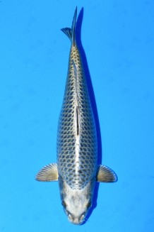 TATEGOI MUKASHI OGON WEIBLICH Koi kaufen im Koishop