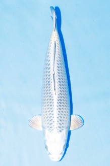 TATEGOI MUKASHI W. WEIBLICH Koi kaufen im Koishop