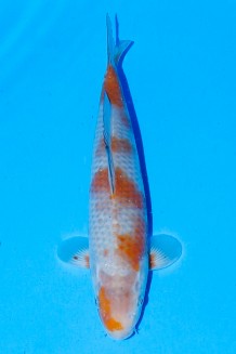 TATEGOI OCHIBA Koi kaufen im Koishop