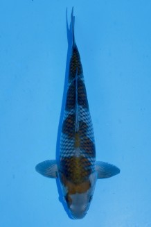 TATEGOI OCHIBA-SHIGURE +41CM Koi kaufen im Koishop