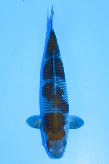 TATEGOI OCHIBA-SHIGURE +41CM Koi kaufen im Koishop