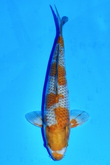 TATEGOI OCHIBA SHIGURE +41CM Koi kaufen im Koishop