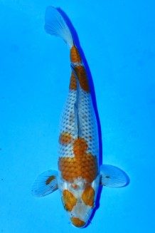 TATEGOI OCHIBA SHIGURE WEIBLICH Koi kaufen im Koishop