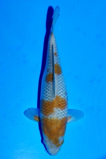 TATEGOI OCHIBA SHIGURE WEIBLICH Koi kaufen im Koishop