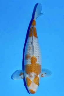 TATEGOI OCHIBA SHIGURE WEIBLICH Koi kaufen im Koishop