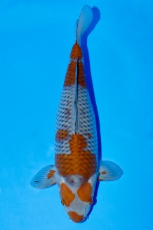 TATEGOI OCHIBA SHIGURE WEIBLICH Koi kaufen im Koishop
