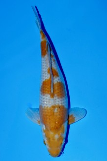 TATEGOI OCHIBA WEIBLICH Koi kaufen im Koishop