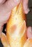 TATEGOI ORENJI