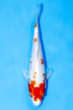 TATEGOI ORENJI HARIWAKE