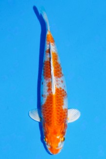 TATEGOI ORENJI HARIWAKE W. WEIBLICH Koi kaufen im Koishop