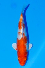 TATEGOI ORENJI HARIWAKE W. WEIBLICH