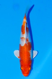 TATEGOI ORENJI HARIWAKE W. WEIBLICH Koi kaufen im Koishop