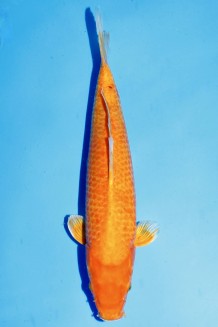 TATEGOI ORENJI OGON RED DOT WEIBLICH +42CM Koi kaufen im Koishop
