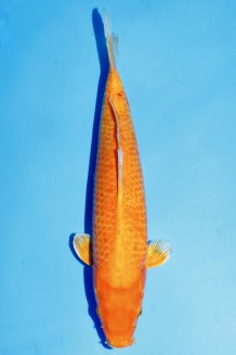 TATEGOI ORENJI OGON RED DOT WEIBLICH +42CM Koi kaufen im Koishop