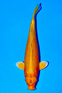 TATEGOI ORENJI OGON WEIBLICH +46CM Koi kaufen im Koishop