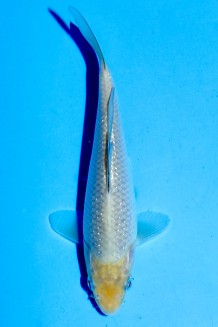 TATEGOI PEARL GINRIN SORAGOI Koi kaufen im Koishop