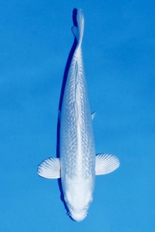 TATEGOI PLATINUM J. TOSAI Koi kaufen im Koishop