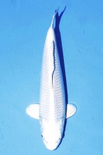 TATEGOI PLATINUM OGON WEIBLICH