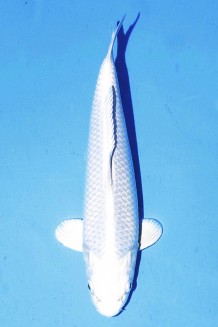 TATEGOI PLATINUM OGON WEIBLICH Koi kaufen im Koishop