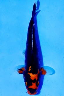 TATEGOI RED DRAGON Koi kaufen im Koishop
