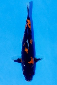 TATEGOI RED DRAGON Koi kaufen im Koishop