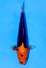 TATEGOI RED DRAGON WEIBLICH
