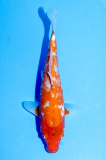 TATEGOI RED KOYO Koi kaufen im Koishop
