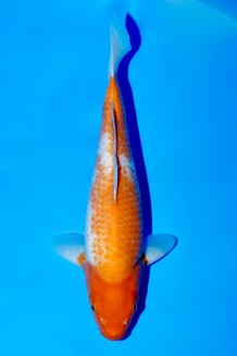 TATEGOI RED KOYO WEIBLICH Koi kaufen im Koishop