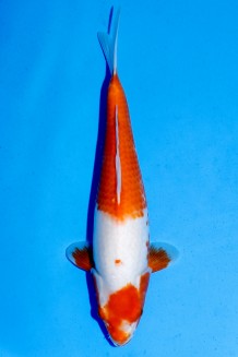 TATEGOI RED KOYO WEIBLICH Koi kaufen im Koishop