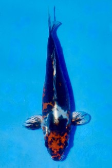 TATEGOI RED LEOPARD J. TOSAI Koi kaufen im Koishop