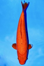 TATEGOI RED TIGER +39CM