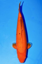 TATEGOI RED TIGER +46CM