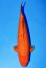 TATEGOI RED TIGER +46CM
