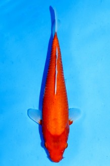 TATEGOI RED TIGER Koi kaufen im Koishop