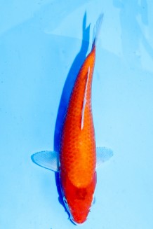 TATEGOI RED TIGER Koi kaufen im Koishop