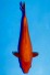 TATEGOI RED TIGER J. TOSAI
