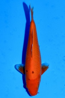TATEGOI RED TIGER J. TOSAI Koi kaufen im Koishop