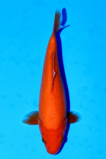 TATEGOI RED TIGER J. TOSAI Koi kaufen im Koishop