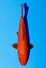 TATEGOI RED TIGER TOSAI