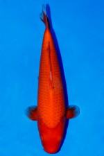 TATEGOI RED TIGER W. WEIBLICH