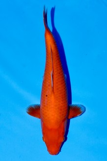 TATEGOI RED TIGER WEIBLICH Koi kaufen im Koishop