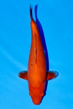 TATEGOI RED TIGER WEIBLICH